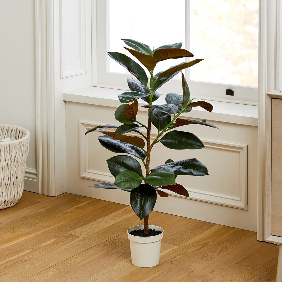 Faux Potted Rubber Tree West Elm Australia